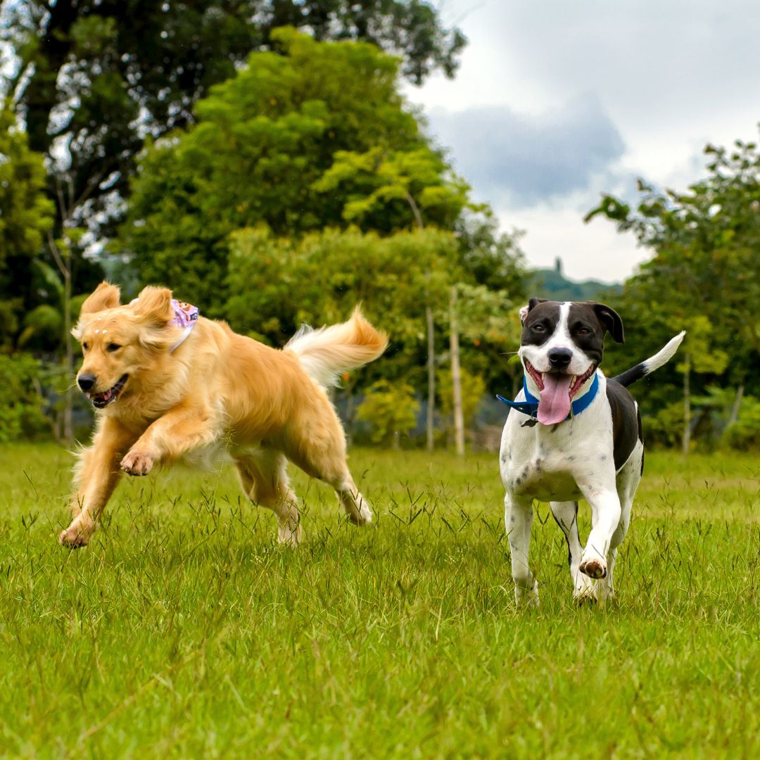 Two dogs running in a grassy field