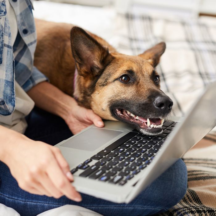 german shepherd dog sitting with person at a laptop