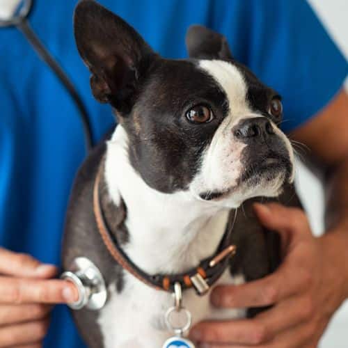 vet examining a dog